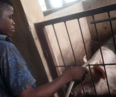 PIGGERY