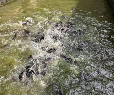 FISHERY