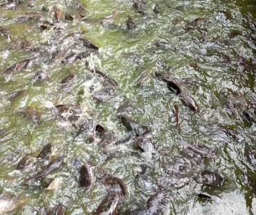 FISHERY