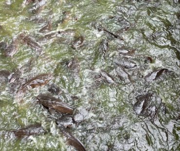FISHERY